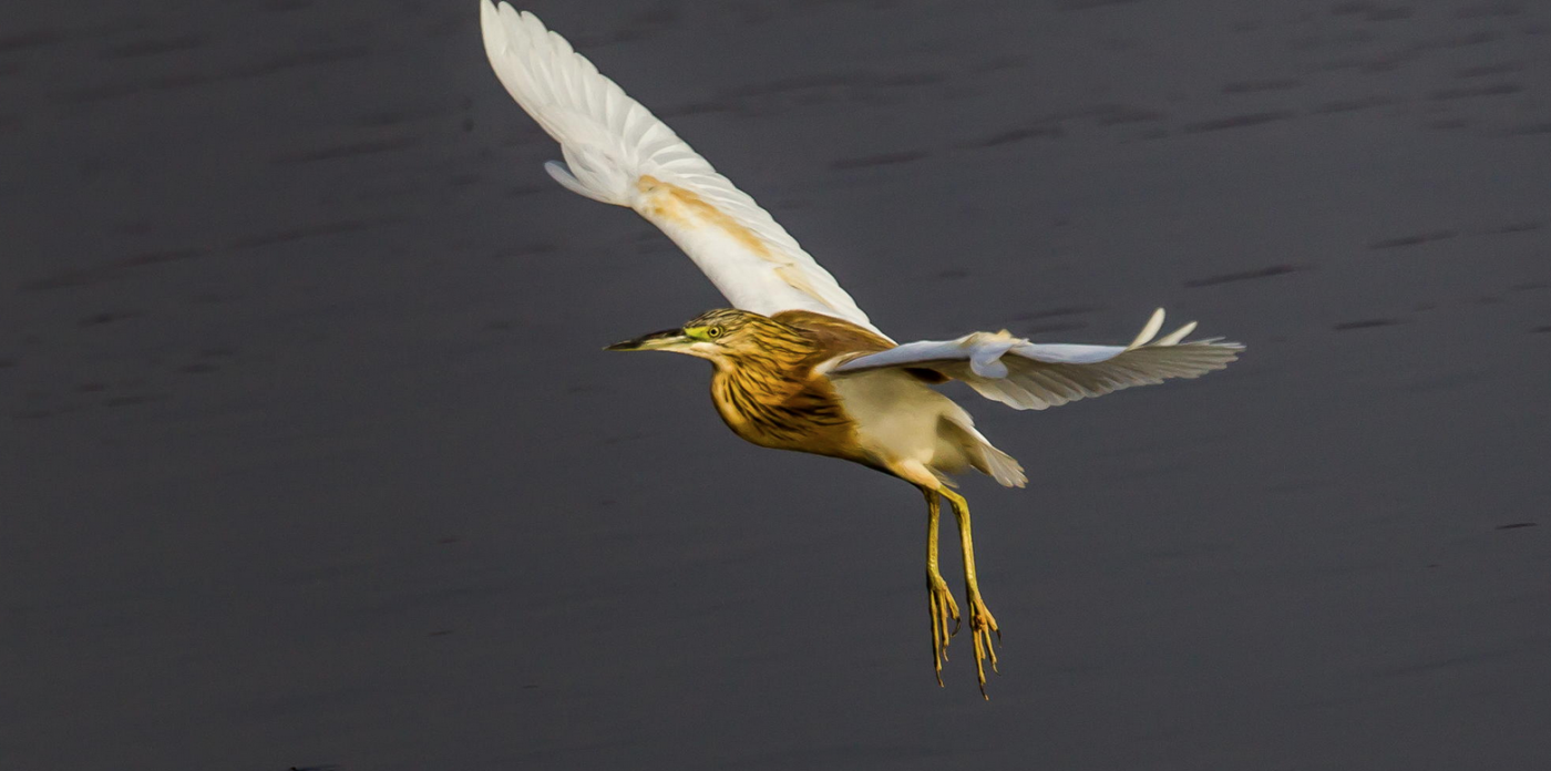 Squacco herron on a low flight, amazing plot of land with wildlife just in front of it land for sale in Rhodes, Greece