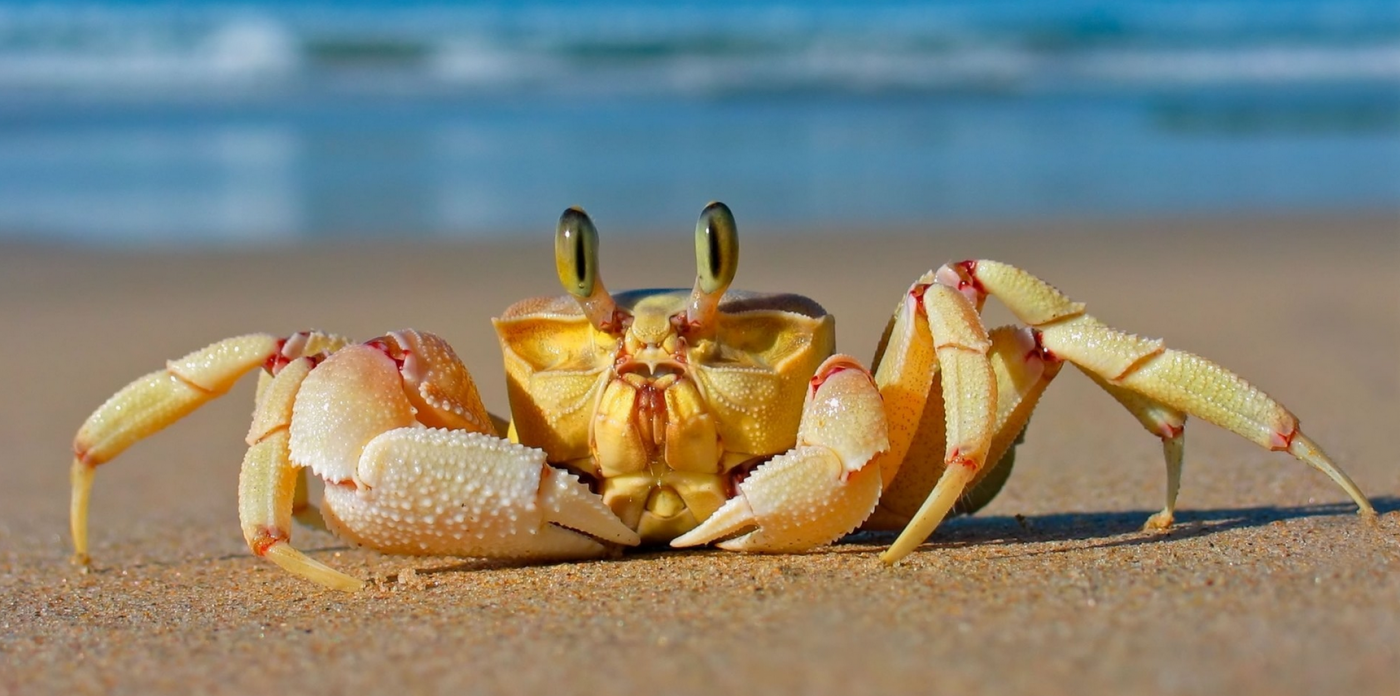 Θαλασσινά καβούρια στην παραλία λίγο πριν το ηλιοβασίλεμα οικόπεδο προς πώληση στη Ρόδο, Ελλάδα